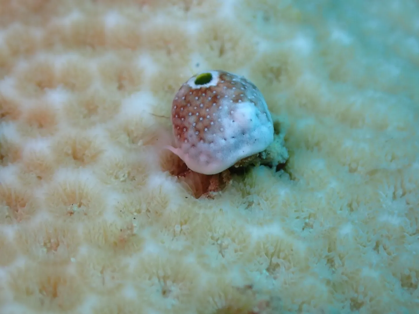 ゴリラチョップダイビング