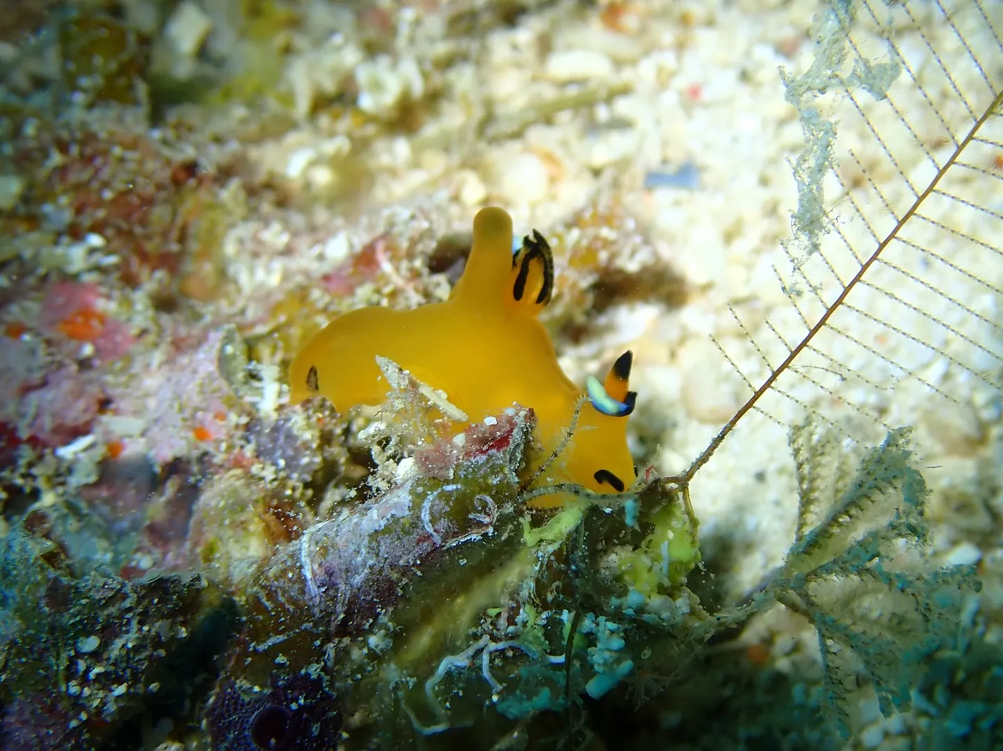 ゴリラチョップダイビング