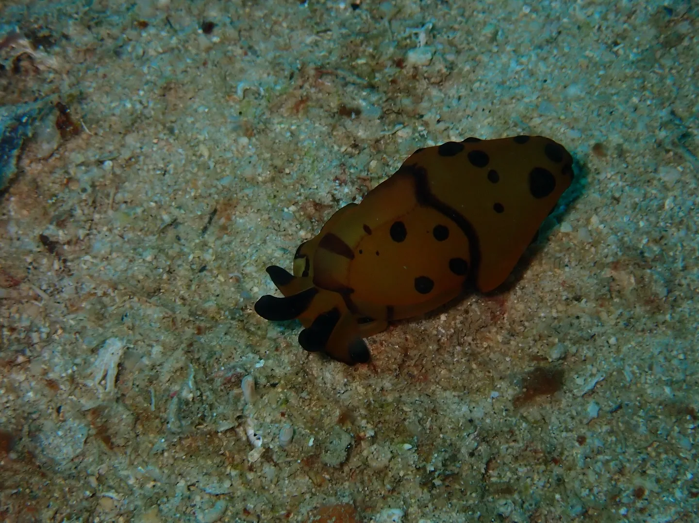 ゴリラチョップダイビング