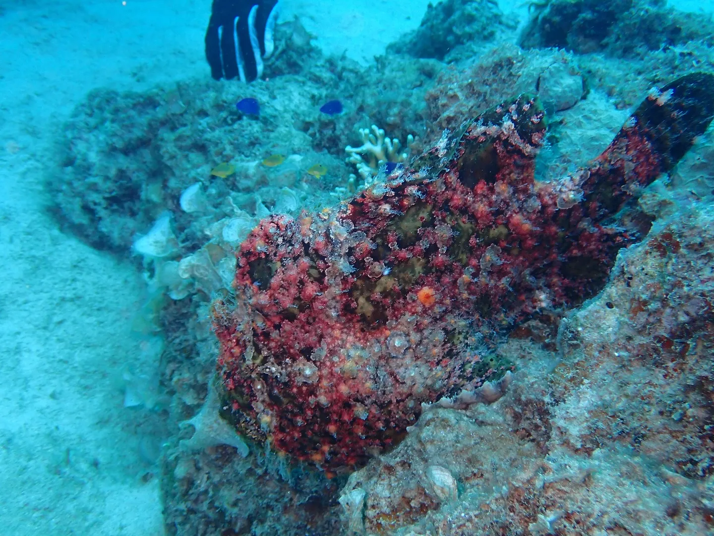 ゴリラチョップダイビング