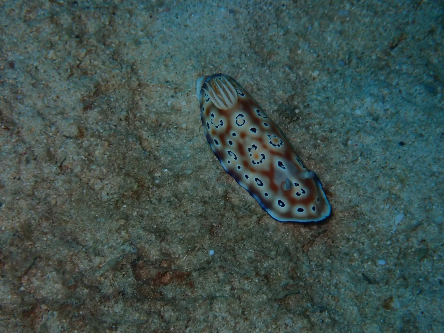 ゴリラチョップダイビング