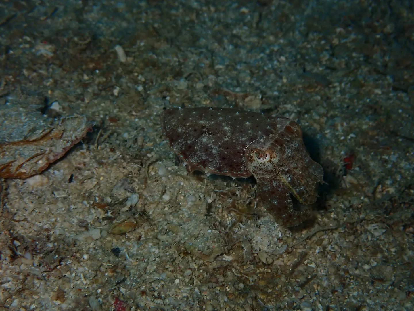 ゴリラチョップダイビング