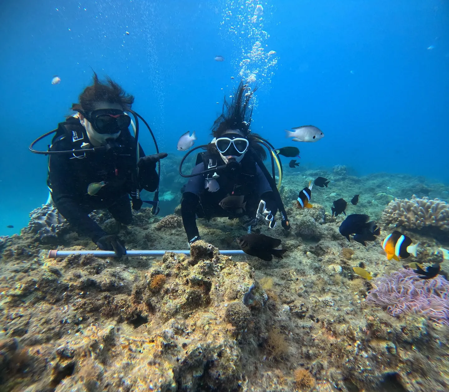 ゴリラチョップ体験ダイビング