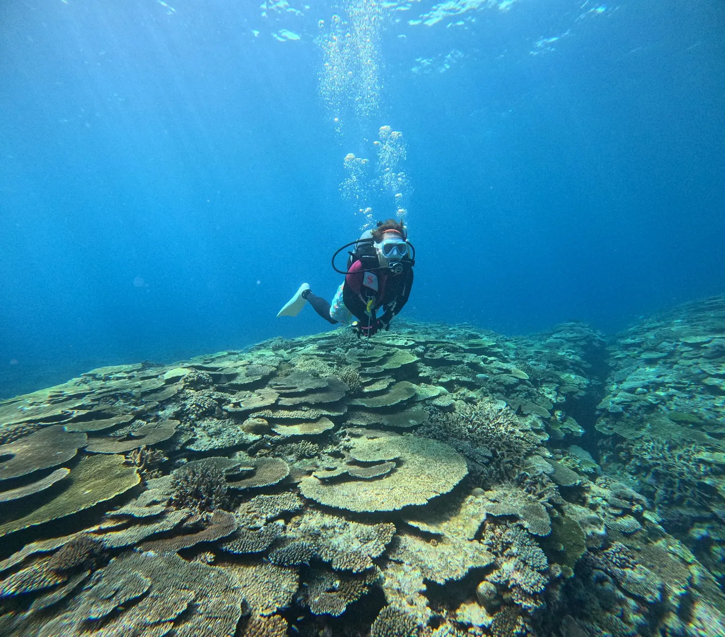 今帰仁ダイビング