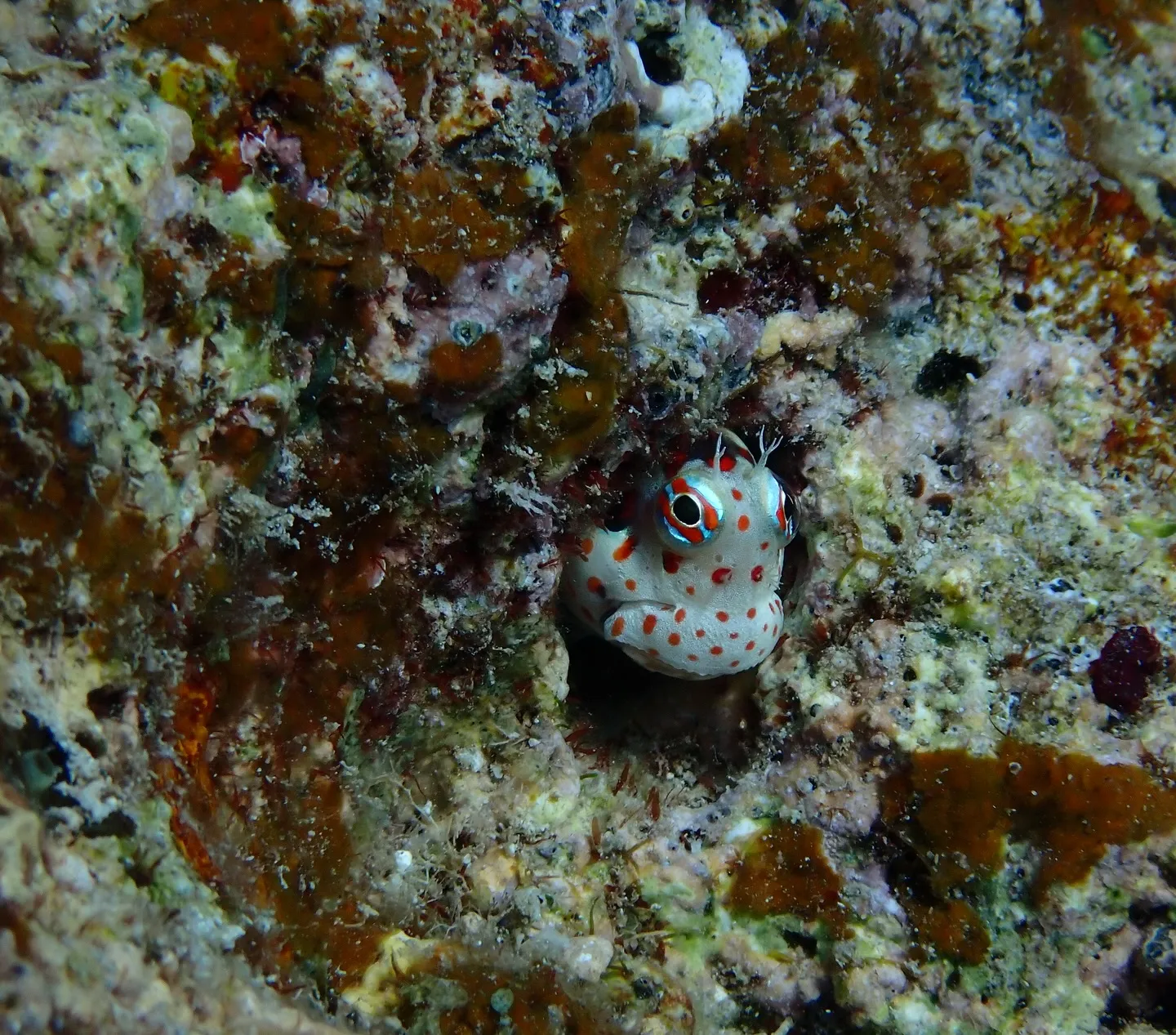 今帰仁ダイビング