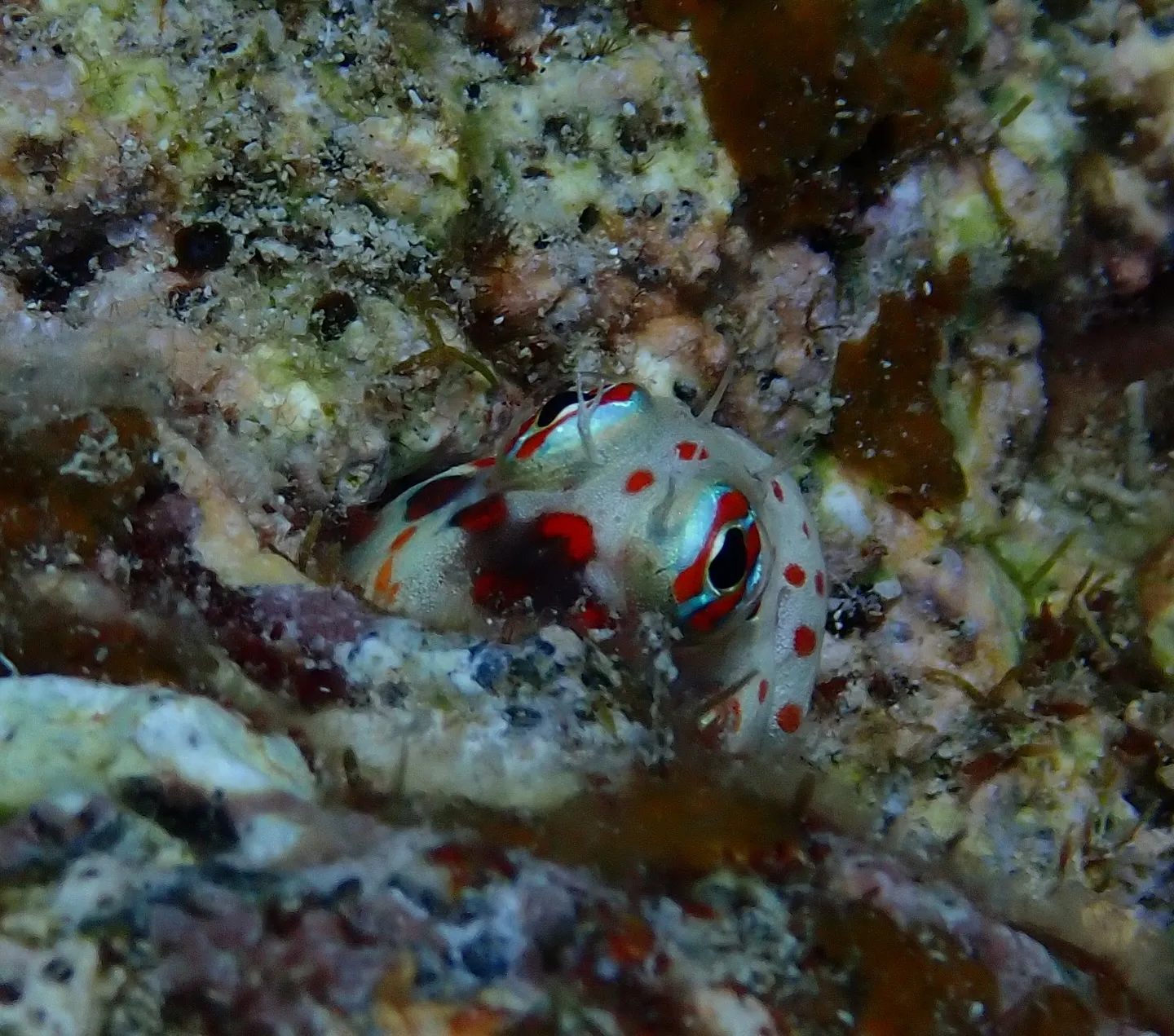 今帰仁ダイビング