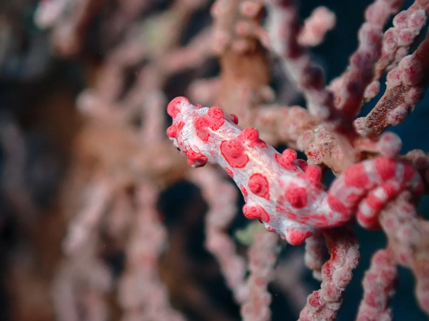 残波岬ダイビング