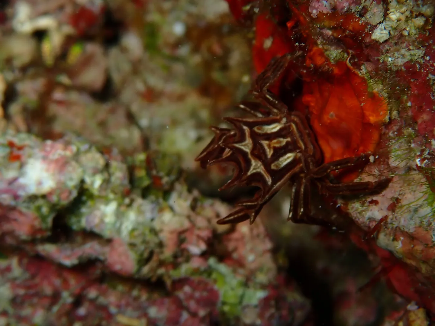 残波岬ダイビング