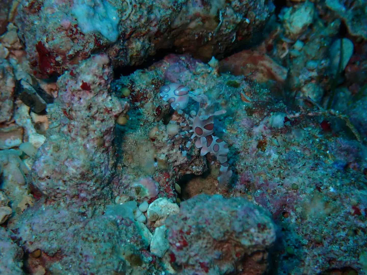 残波岬ダイビング