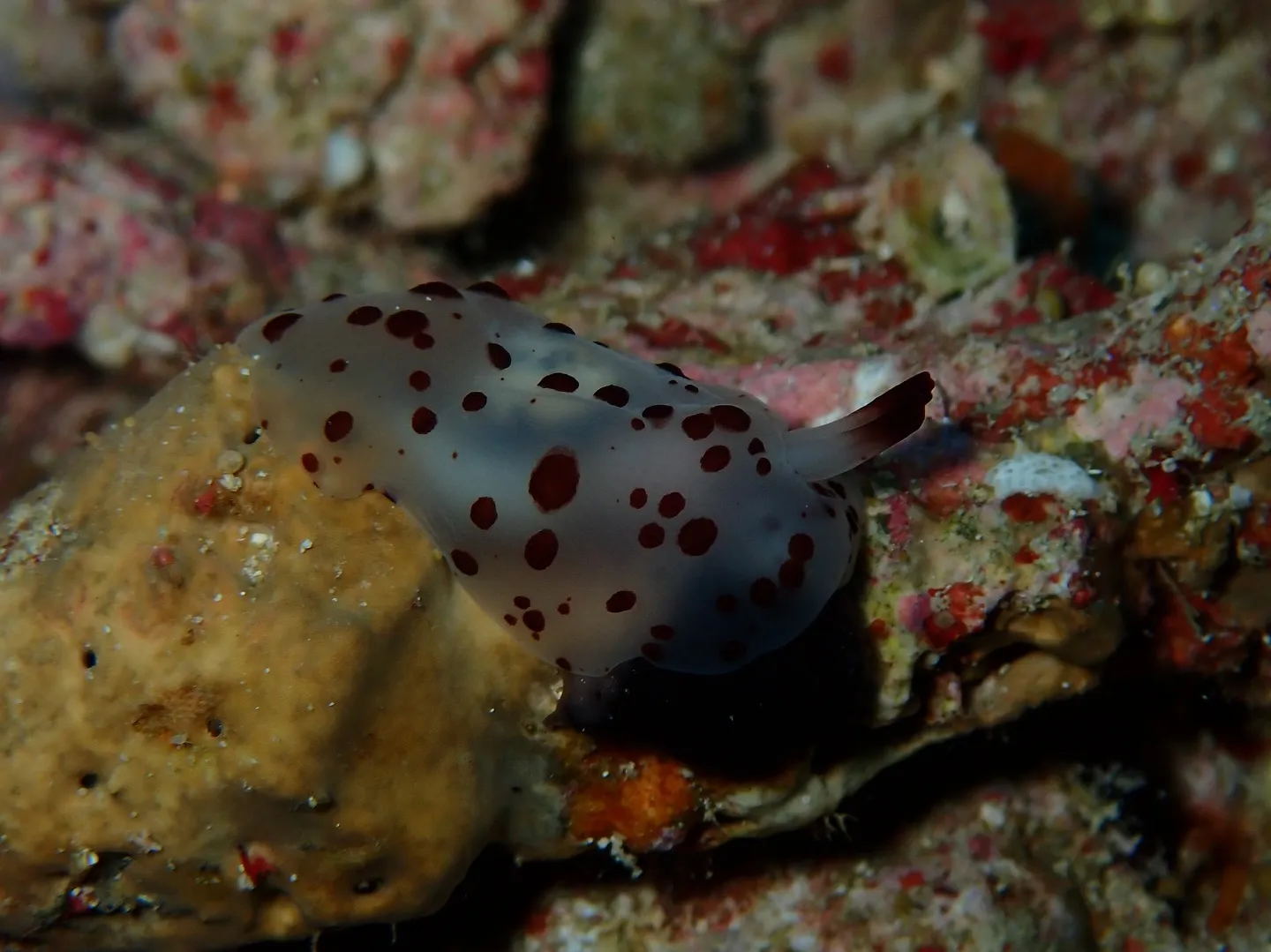 残波岬ダイビング