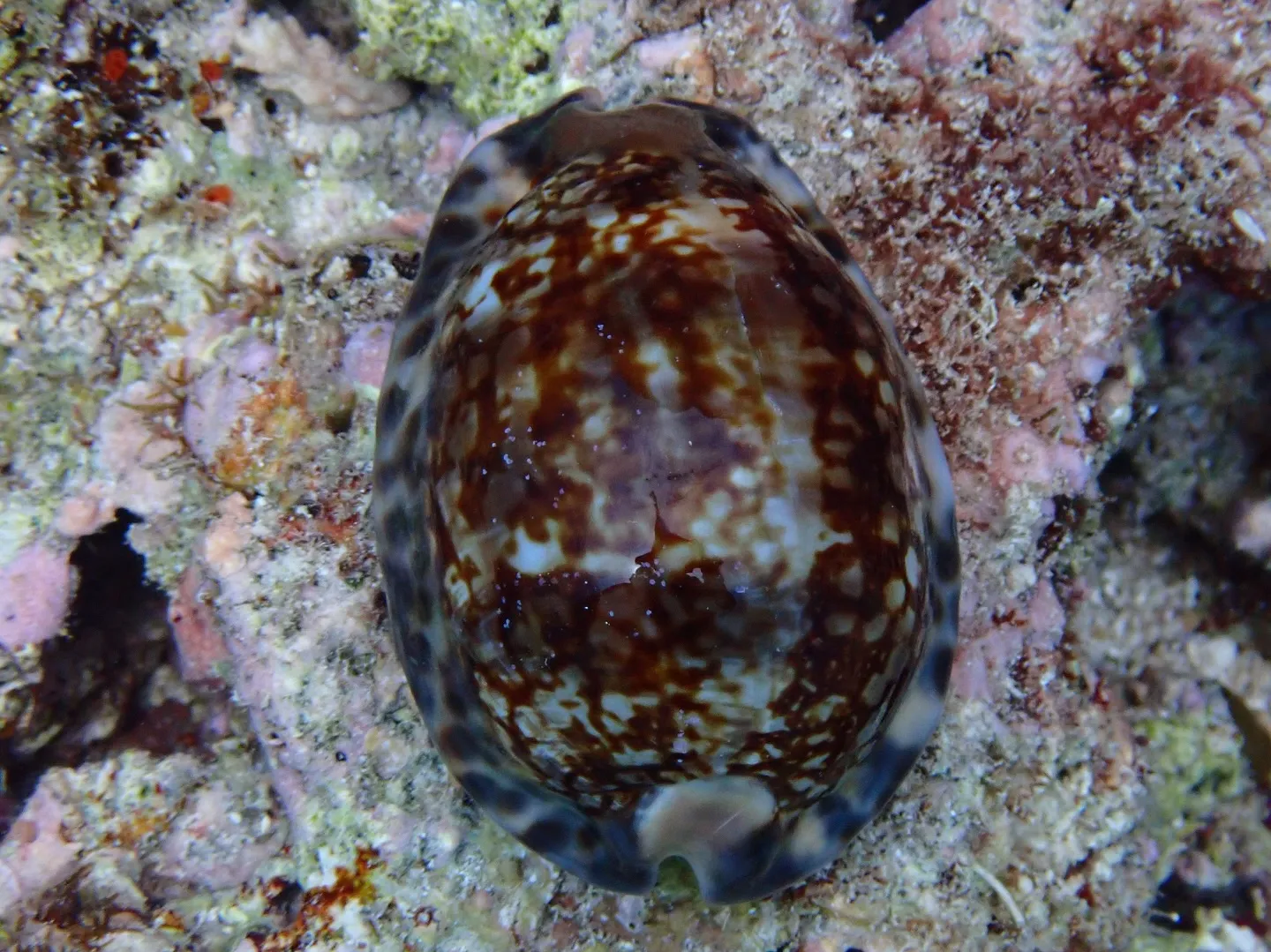 残波岬ダイビング