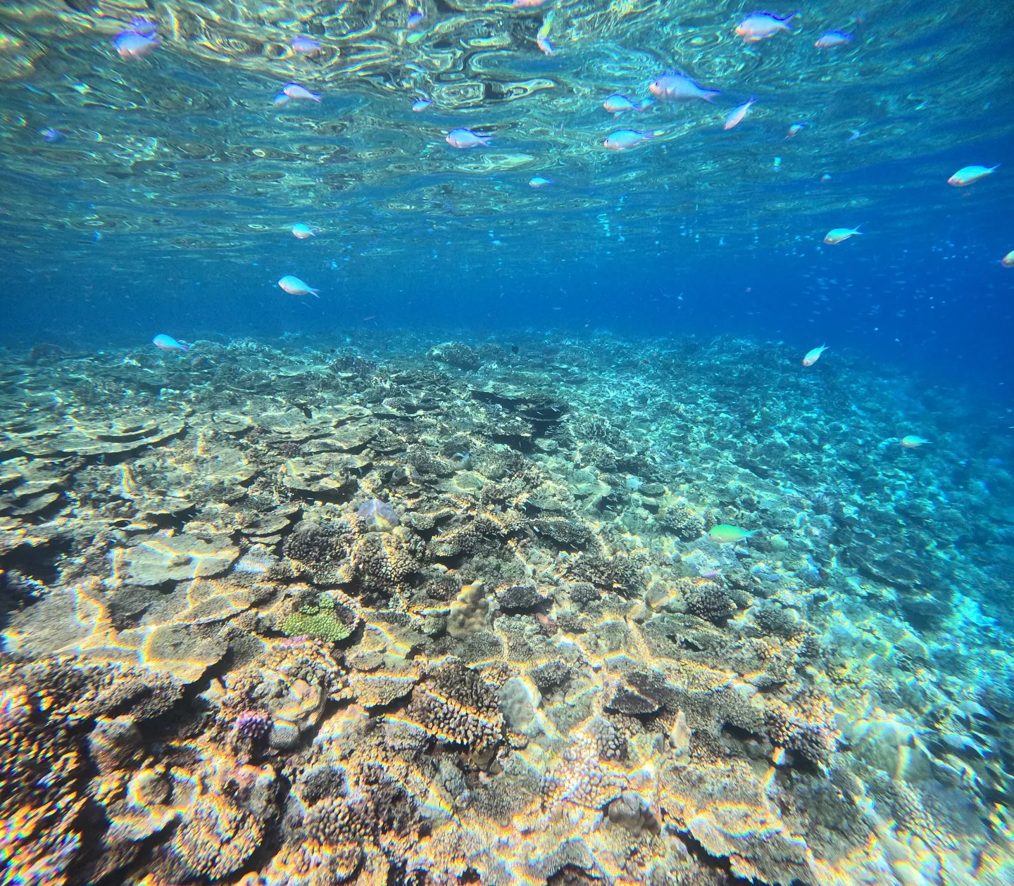 水納島ダイビング