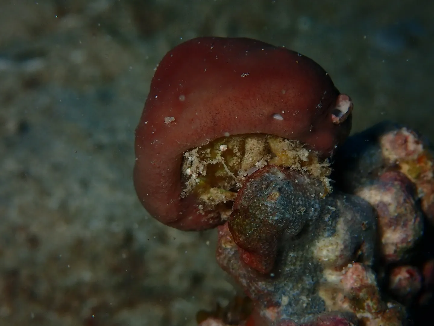 ゴリラチョップダイビング