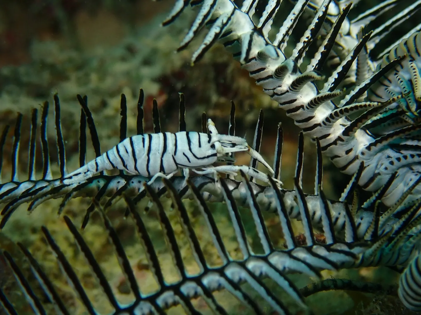 今帰仁ダイビング