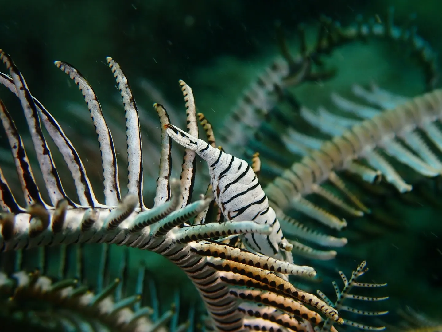 今帰仁ダイビング