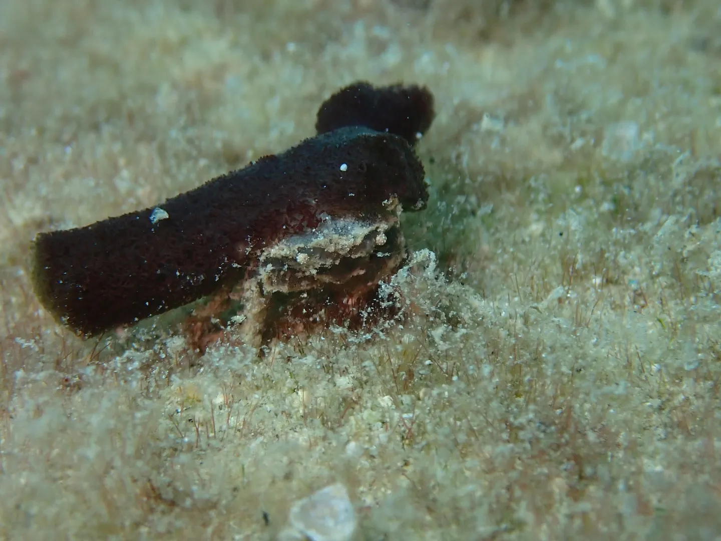 ゴリラチョップダイビング　　