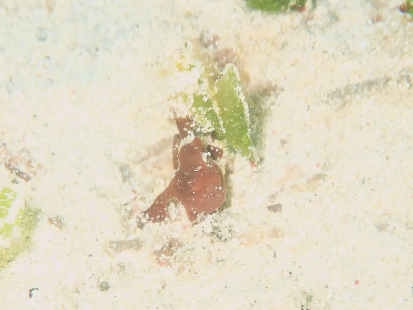 ゴリラチョップダイビング