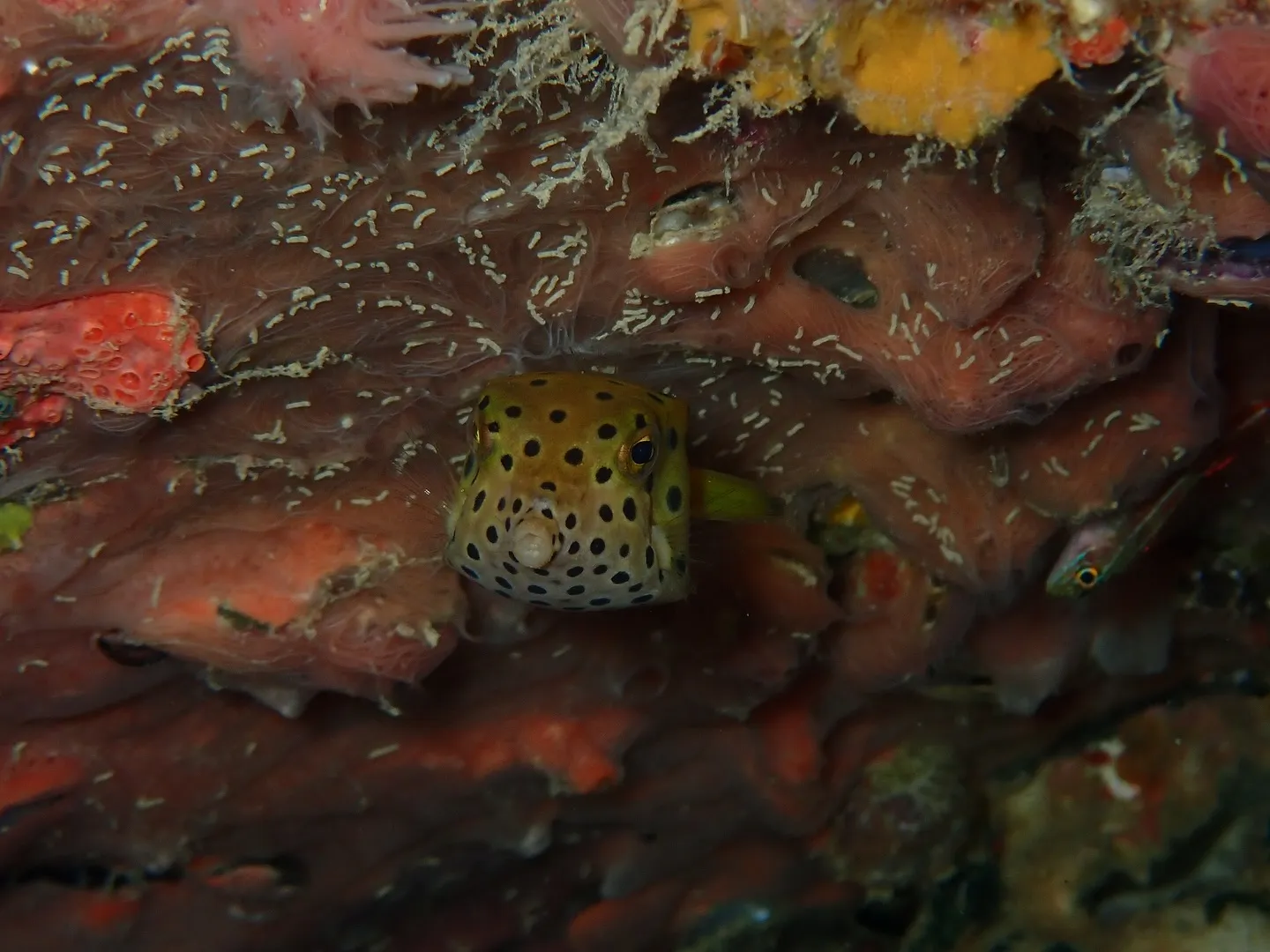 ゴリラチョップダイビング