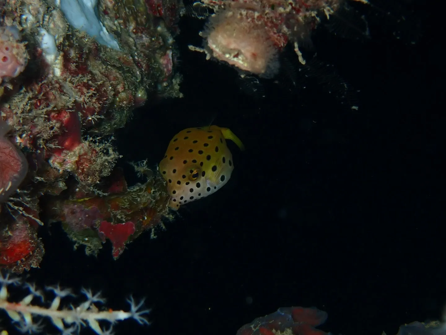 ゴリラチョップダイビング