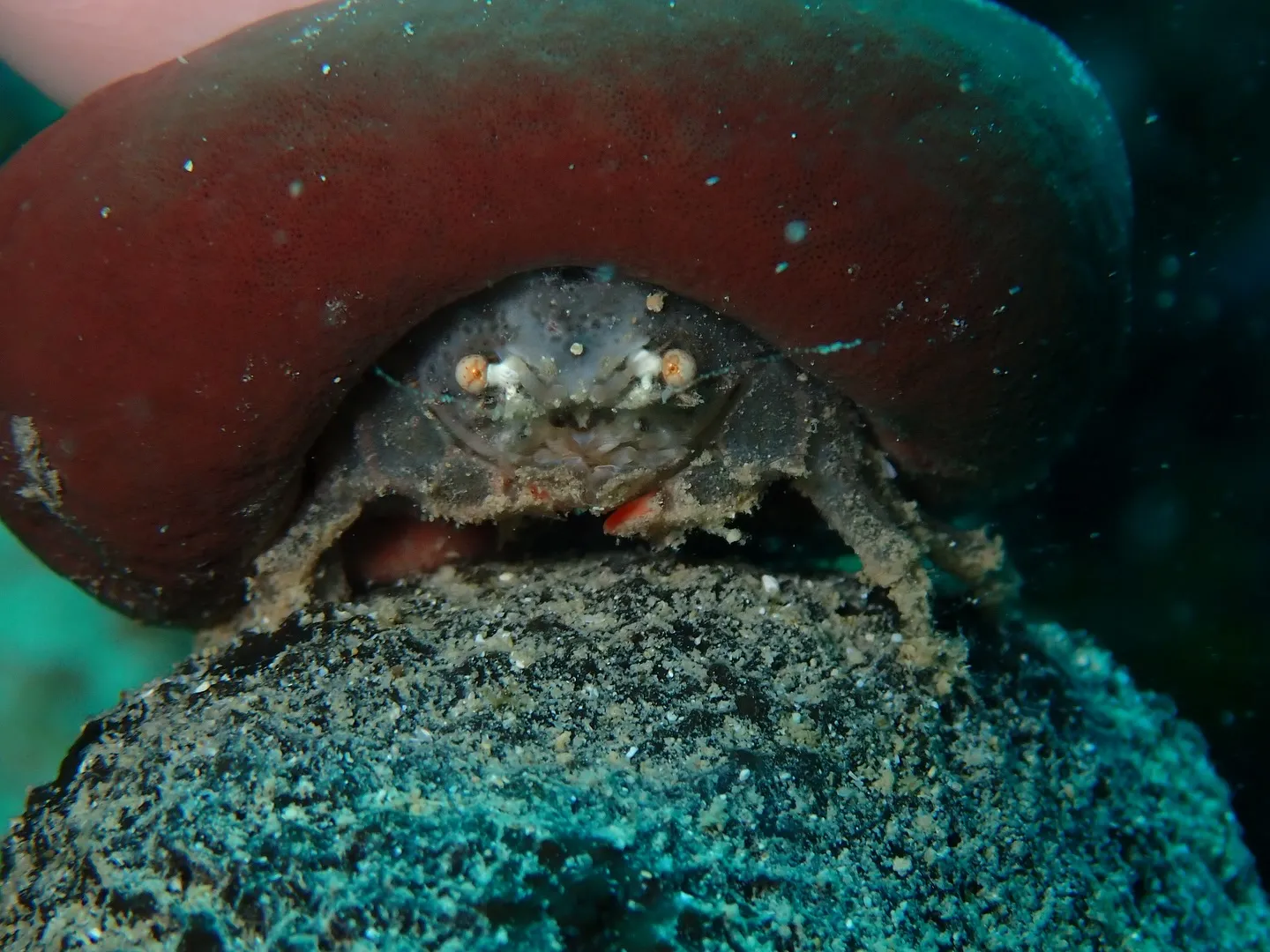 本日はしいたけみたいな被り物をしている