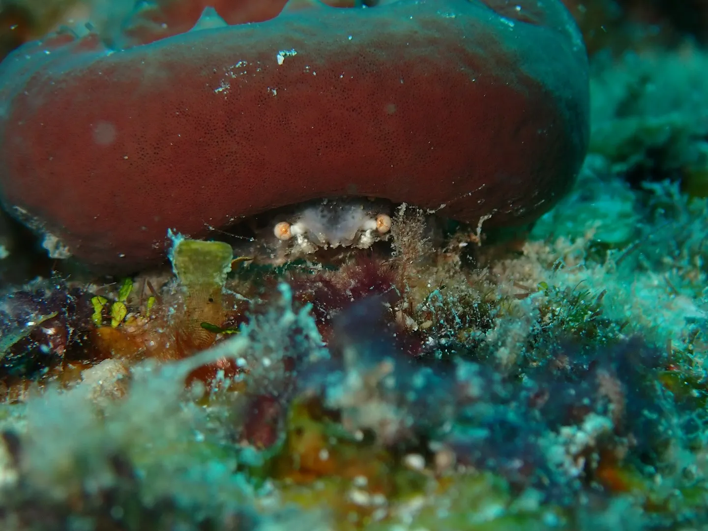 本日はしいたけみたいな被り物をしている