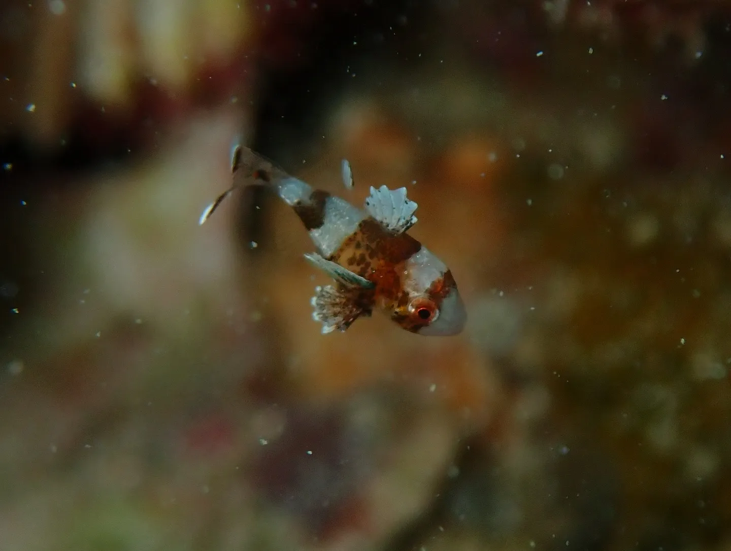 ゴリチョダイビング