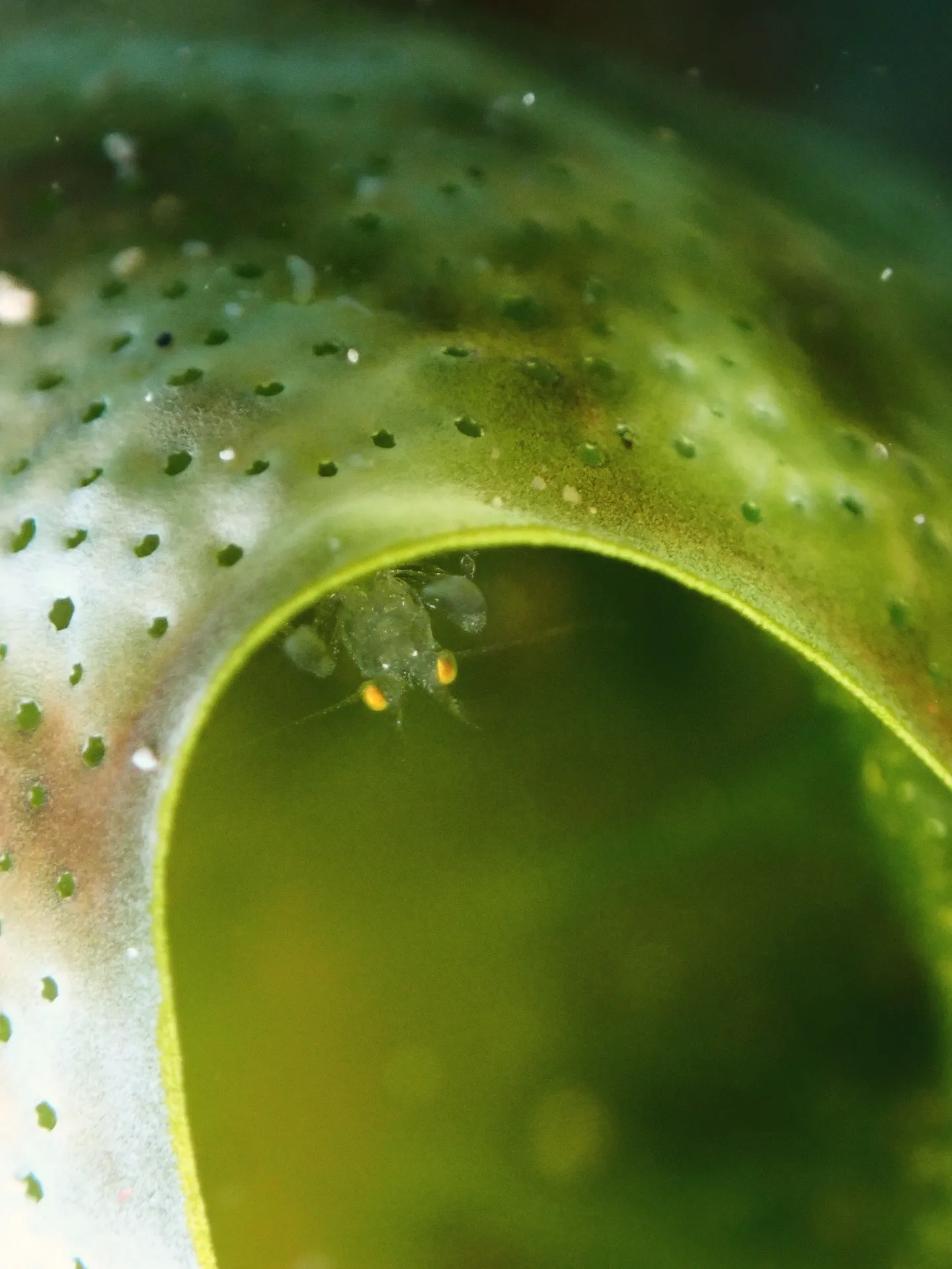 ゴリラチョップダイビング