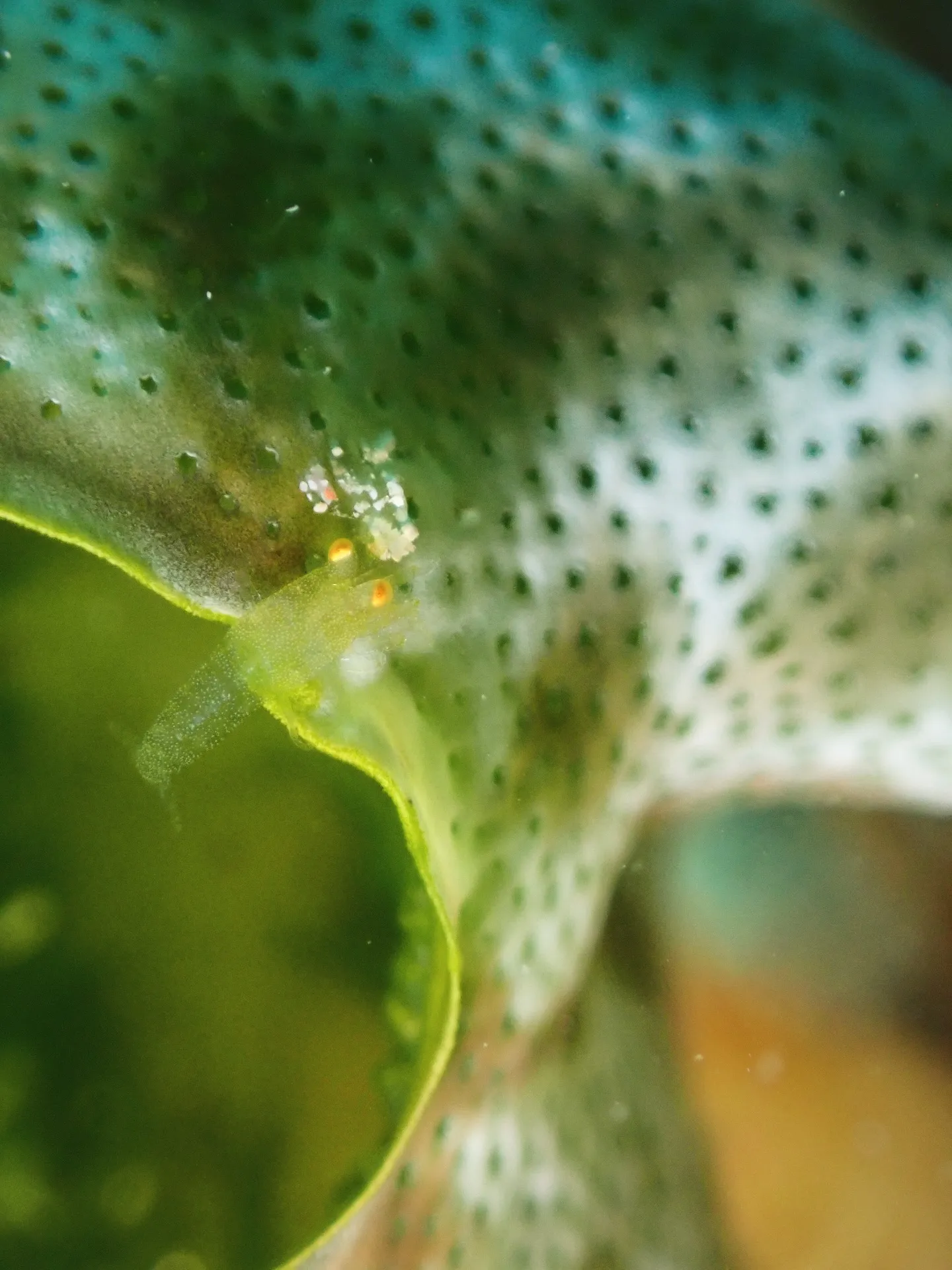 ゴリラチョップダイビング