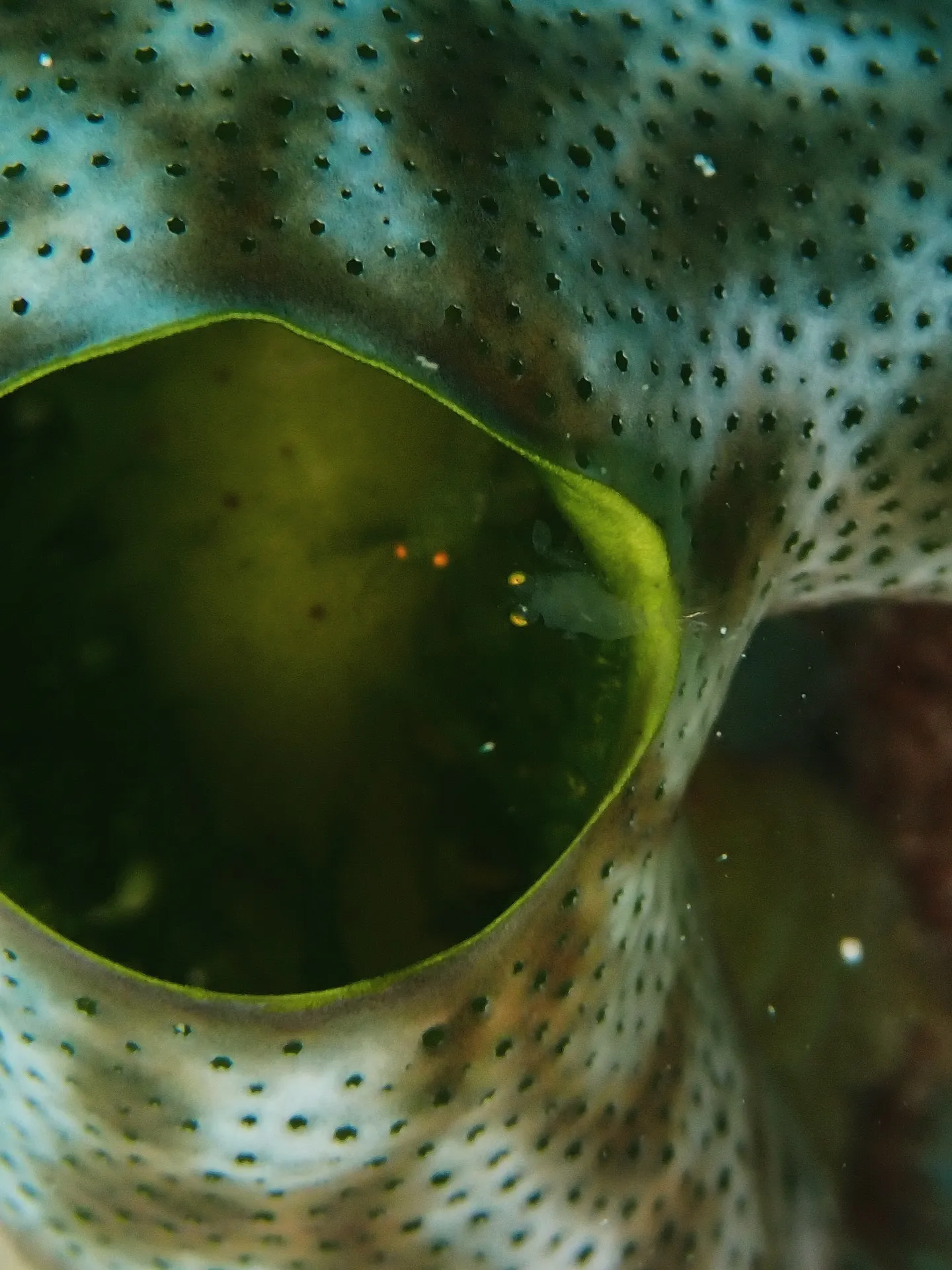 ゴリラチョップダイビング