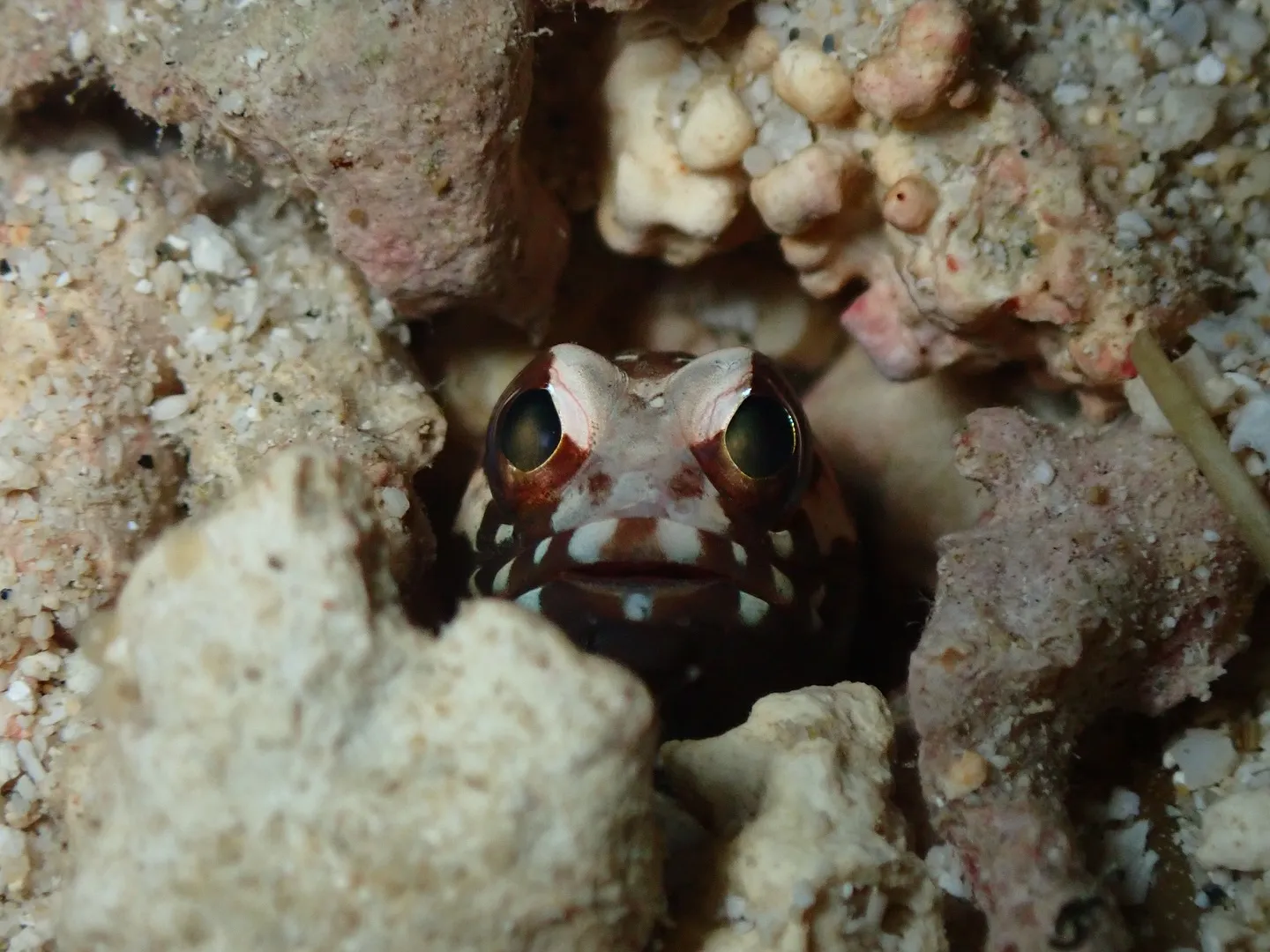 ゴリラチョップダイビング