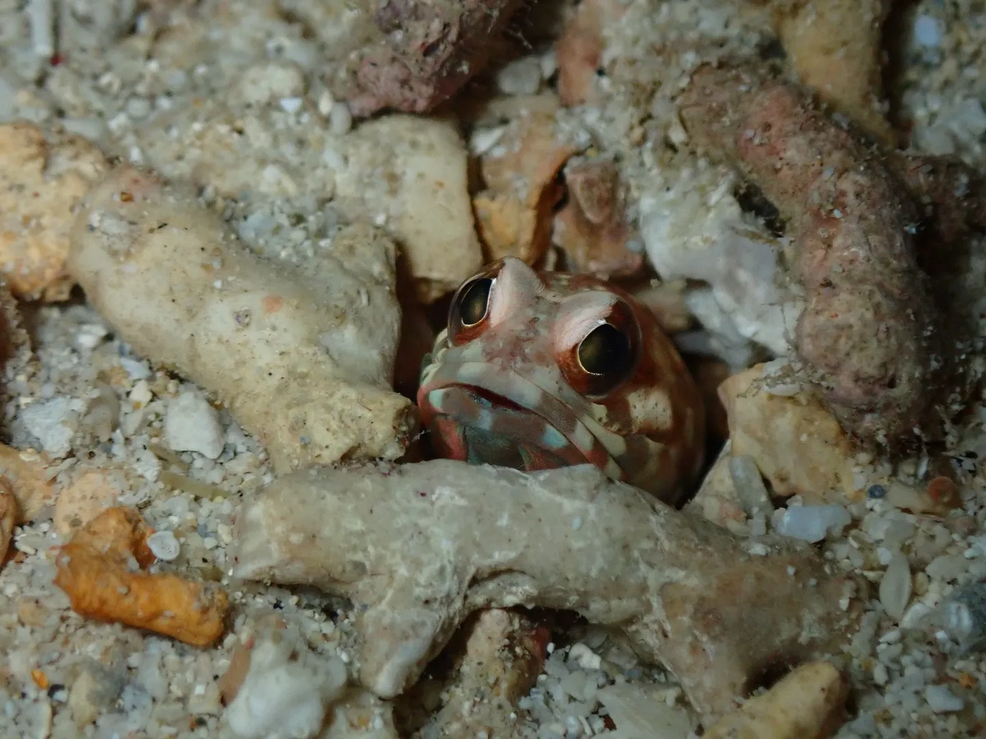 ゴリラチョップダイビング