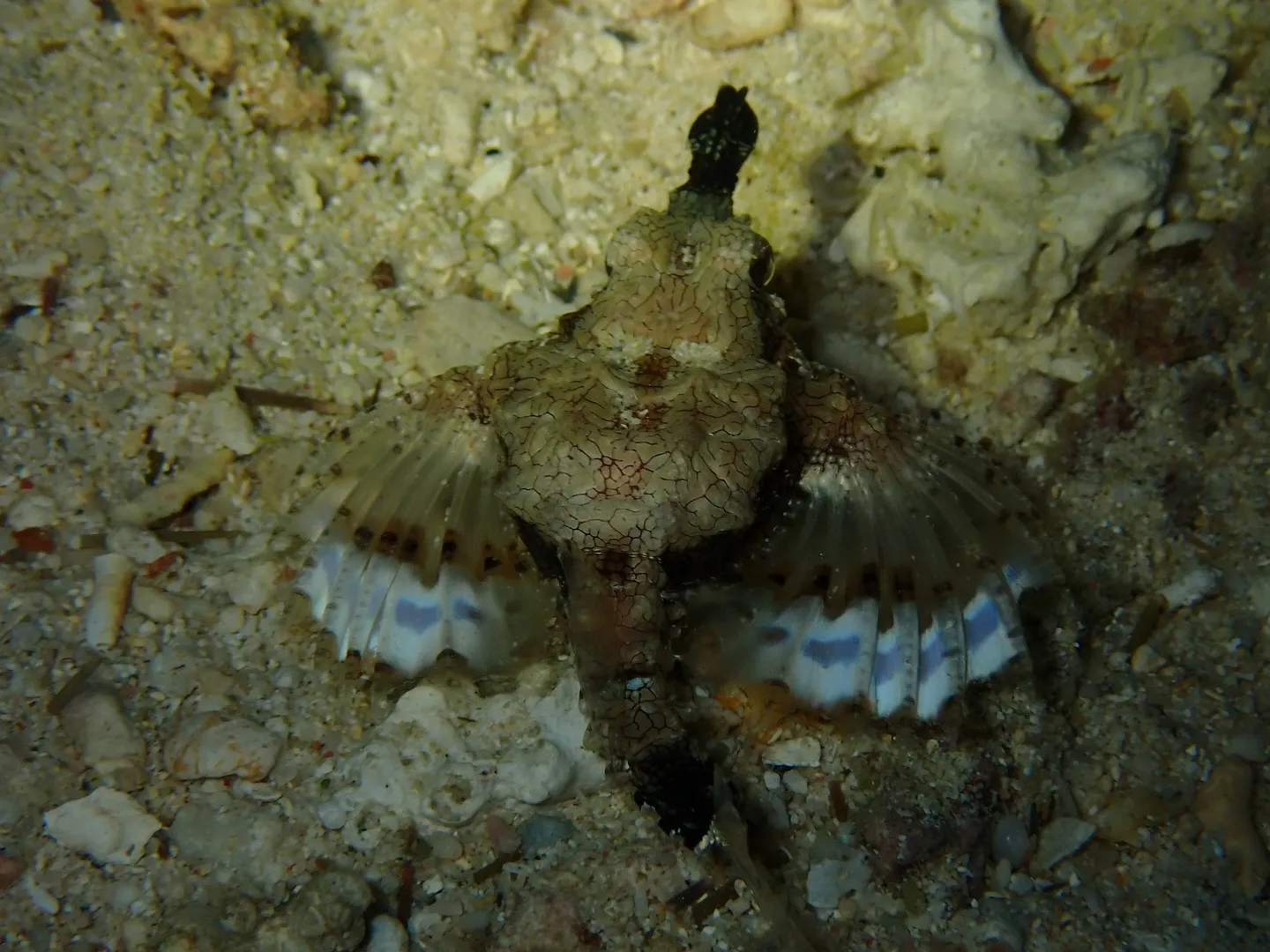 ゴリラチョップダイビング