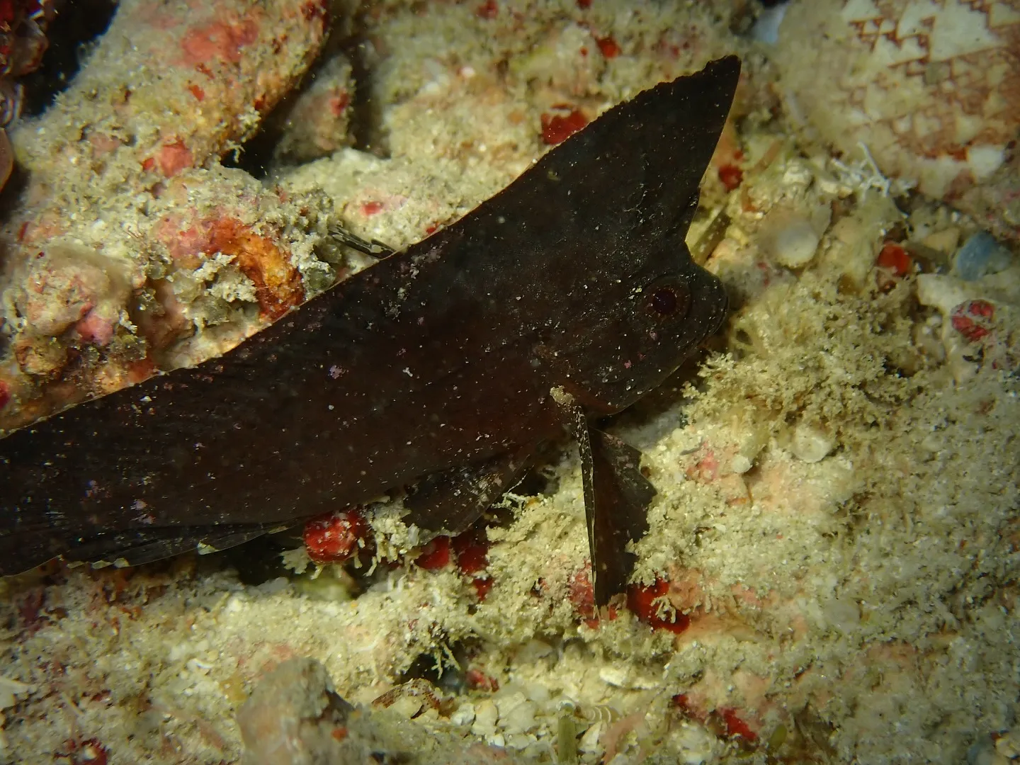 ゴリラチョップダイビング