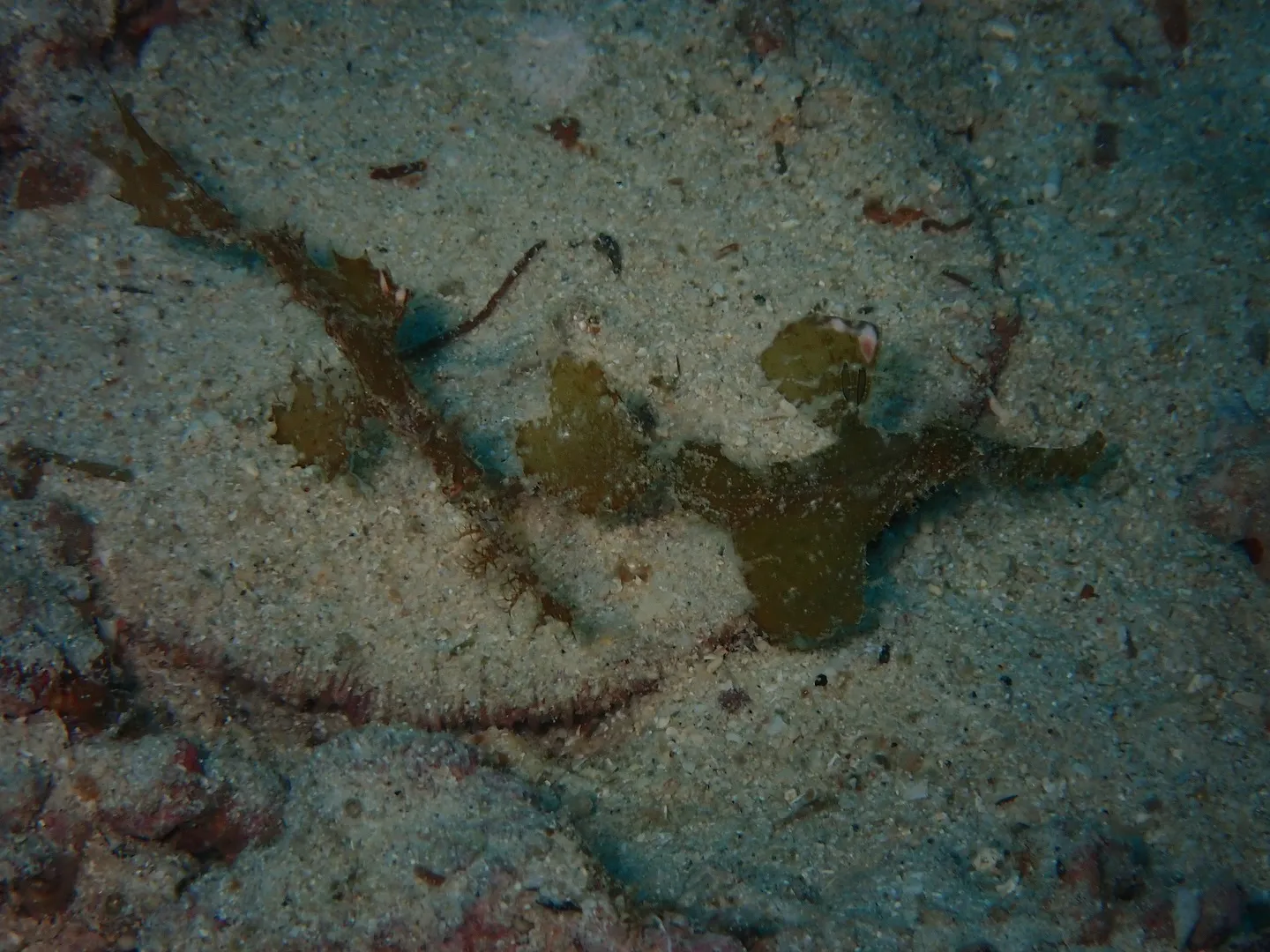 ゴリラチョップダイビング