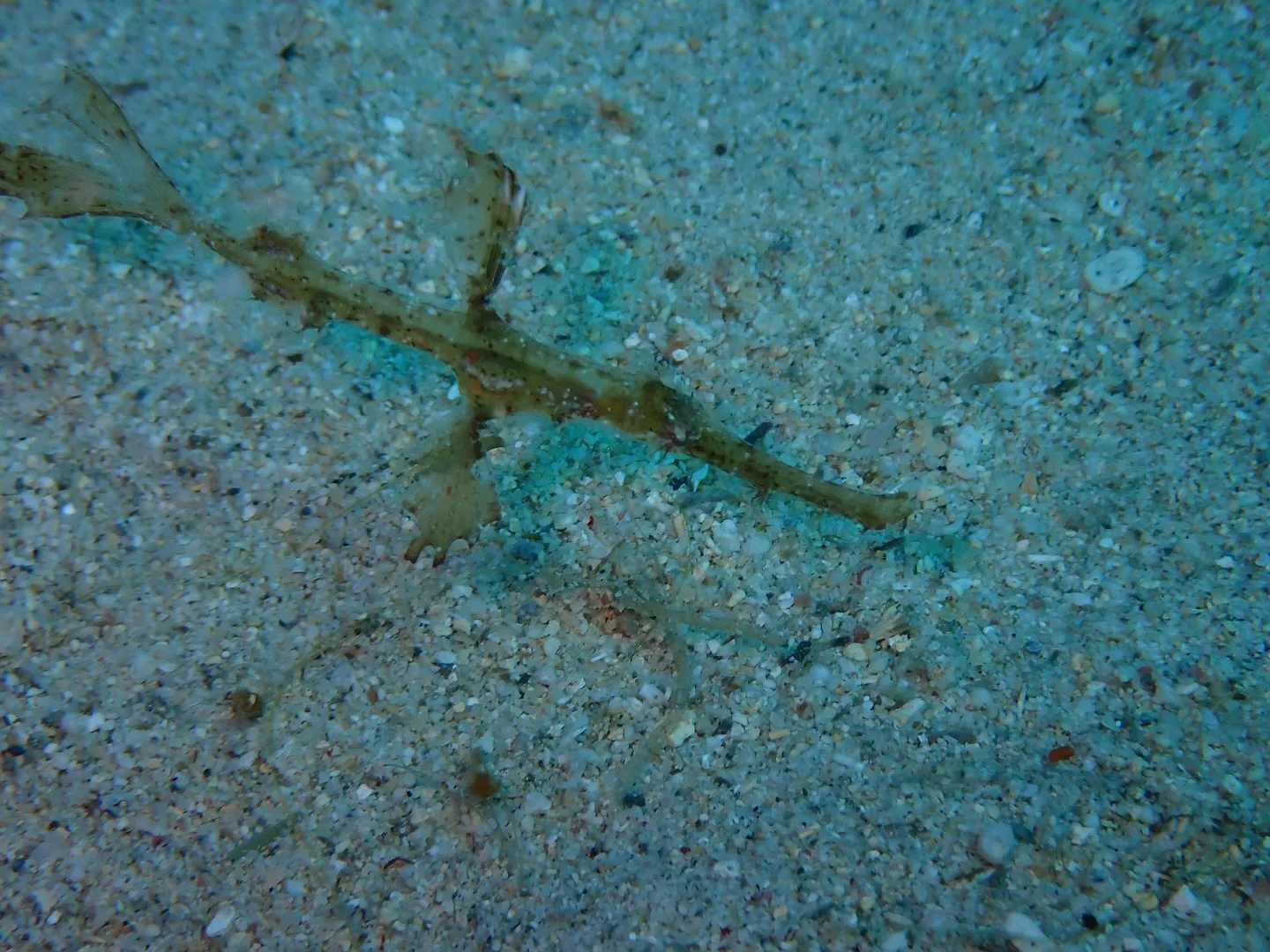 ゴリラチョップダイビング