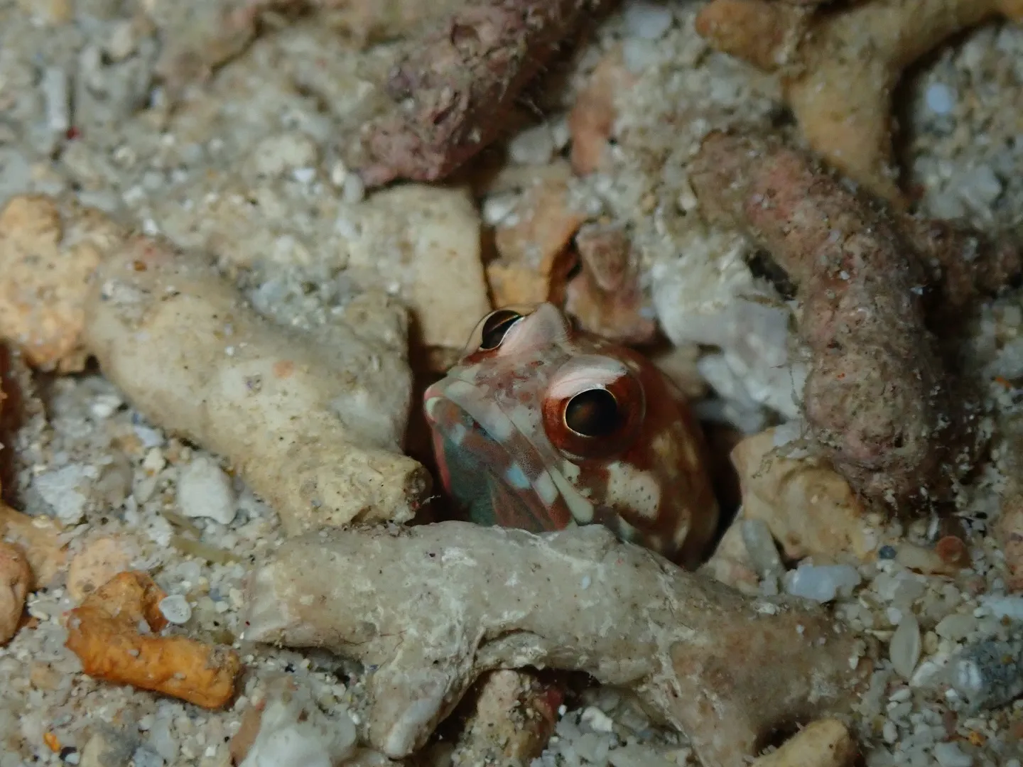 ジョーフィッシュ