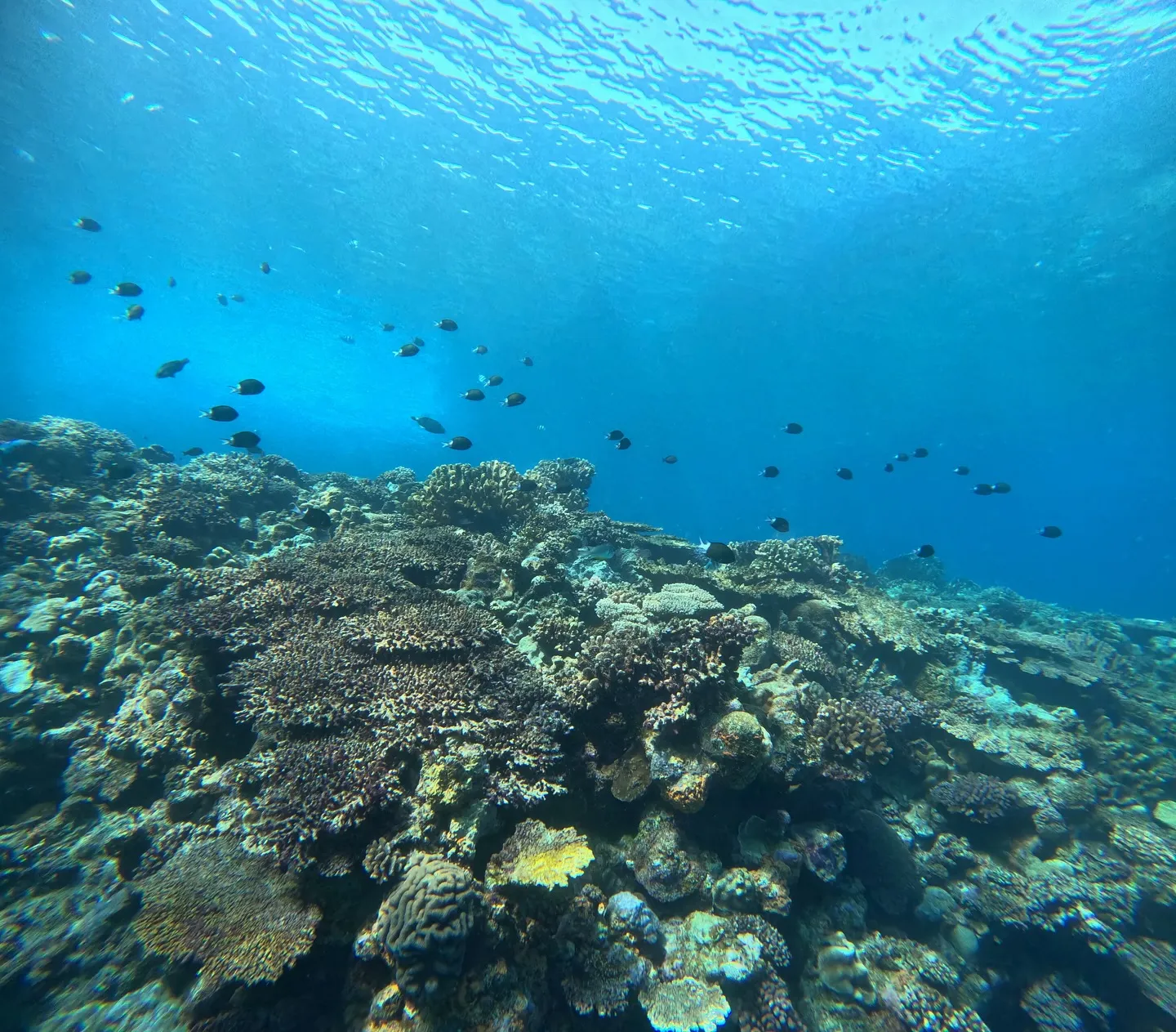 水納島ダイビング