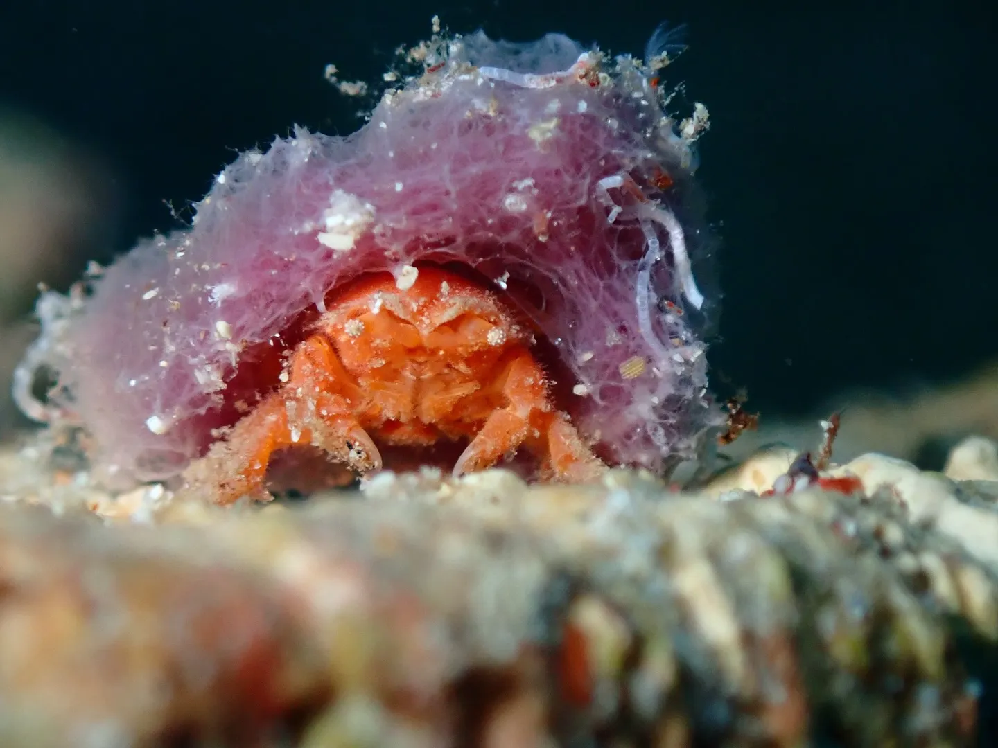 ゴリラチョップダイビング