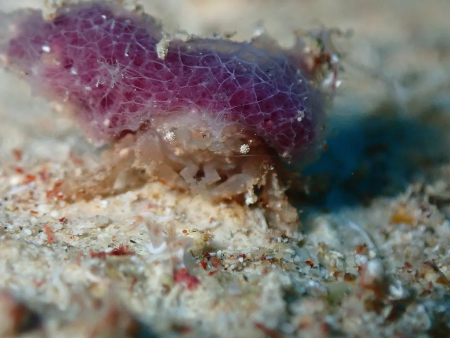 ゴリラチョップダイビング