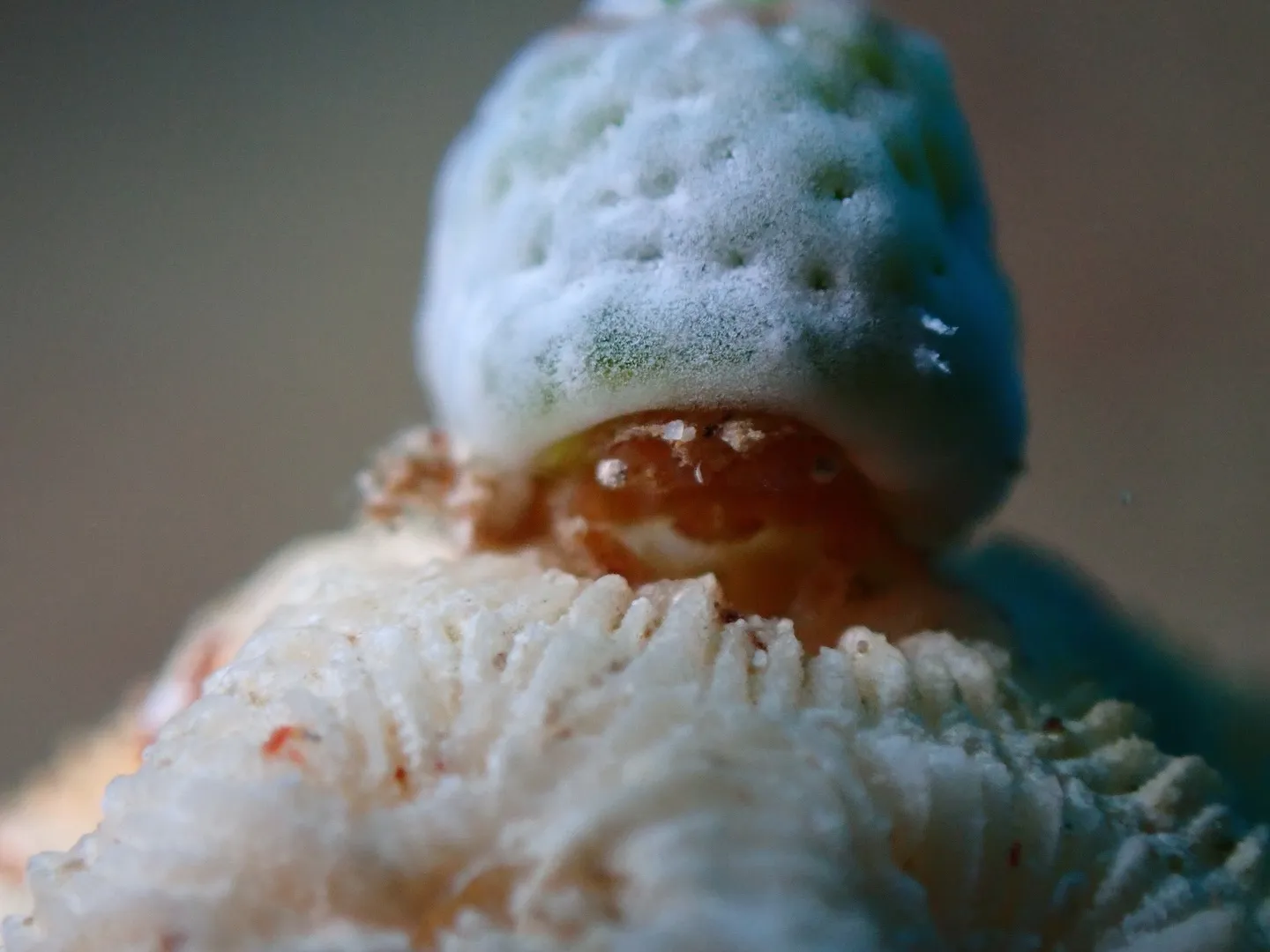 ゴリラチョップダイビング