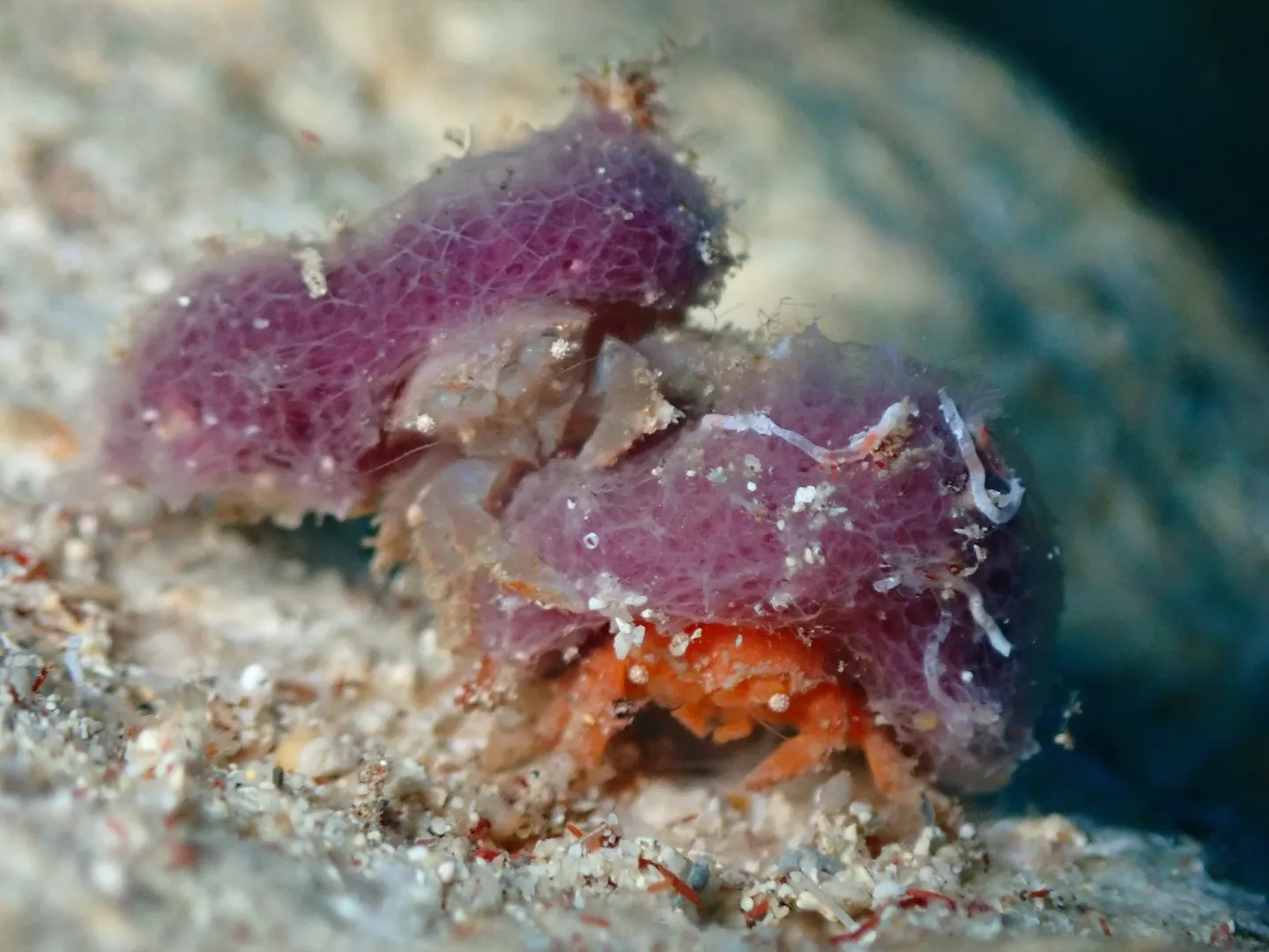 ゴリラチョップダイビング