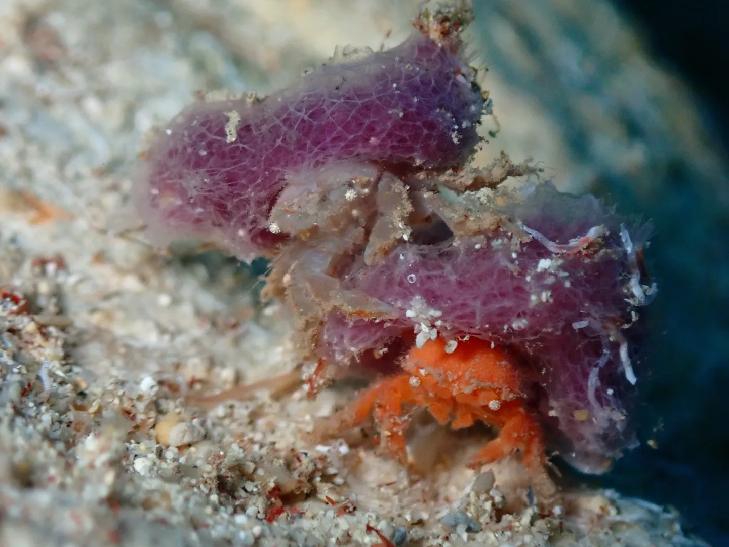 ゴリラチョップダイビング