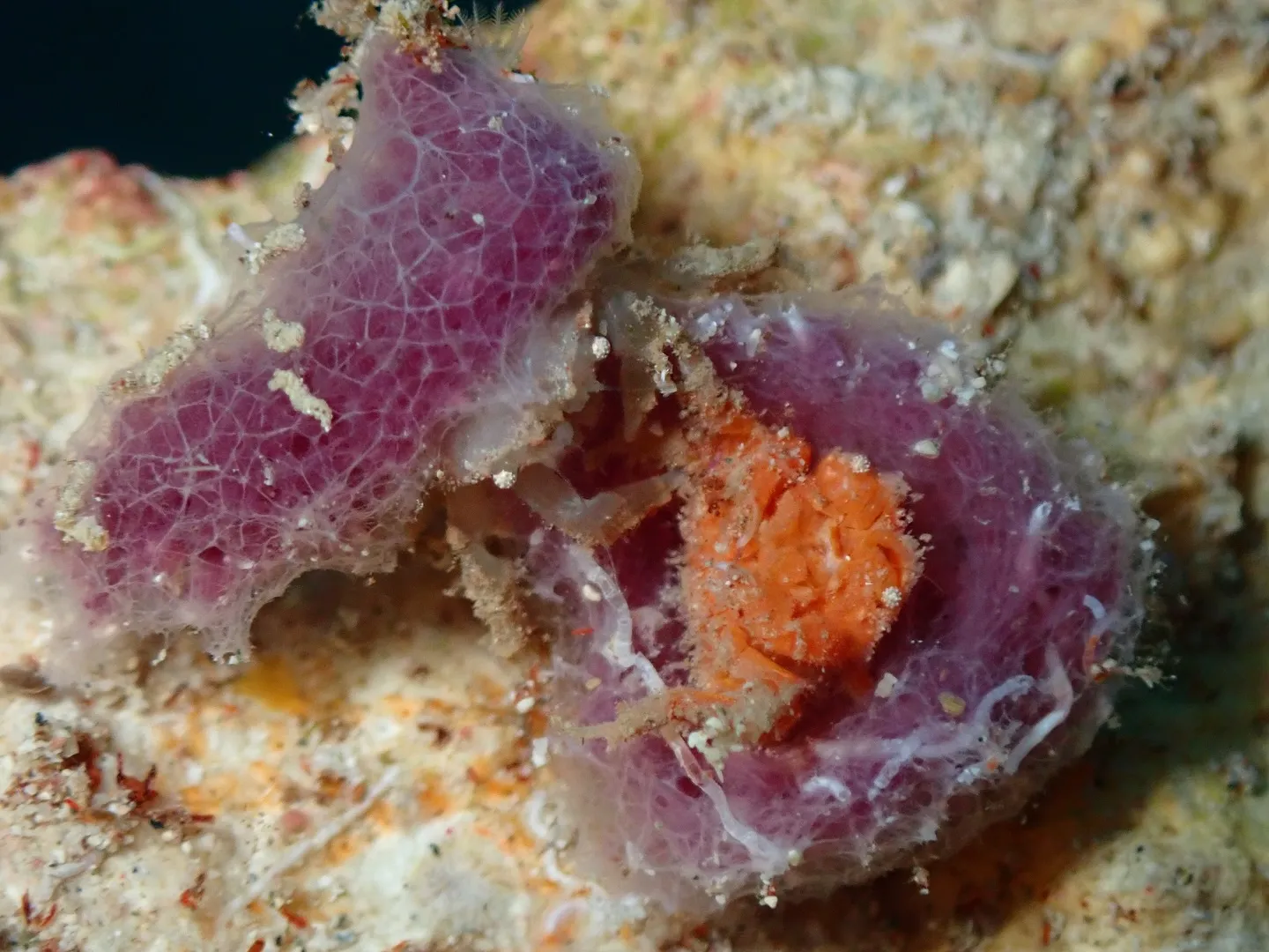 ゴリラチョップダイビング