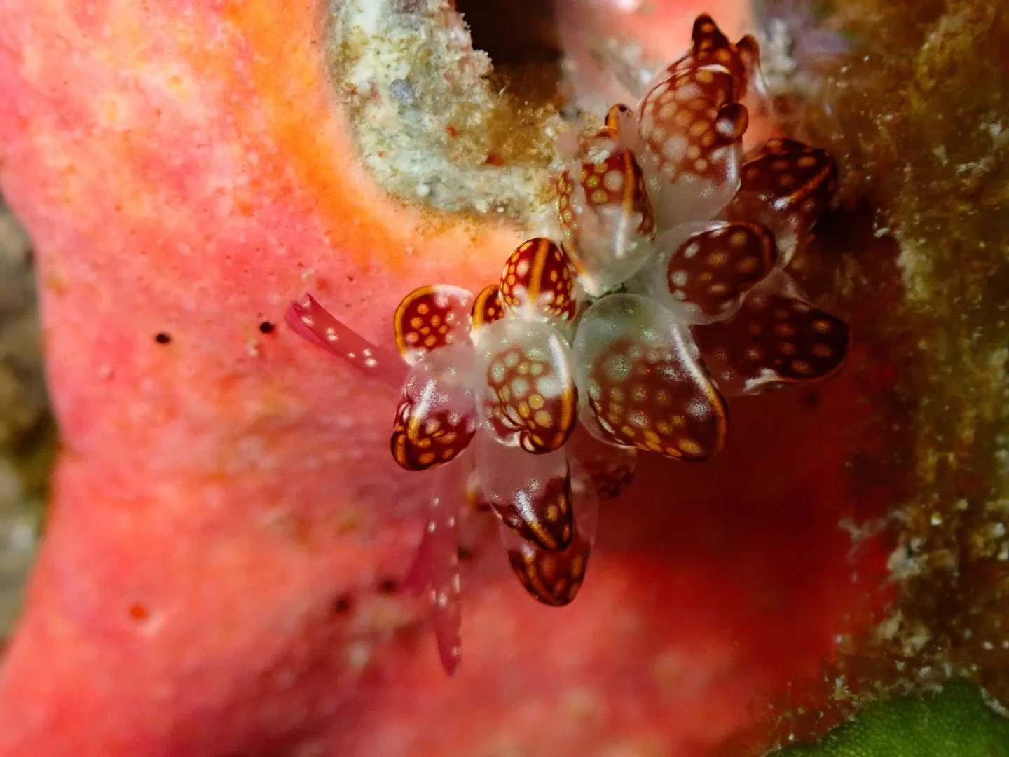 ウミウシダイビング