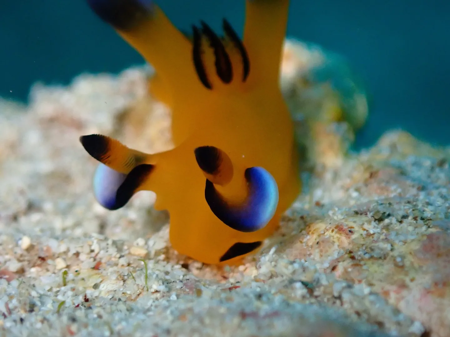 ウミウシダイビング