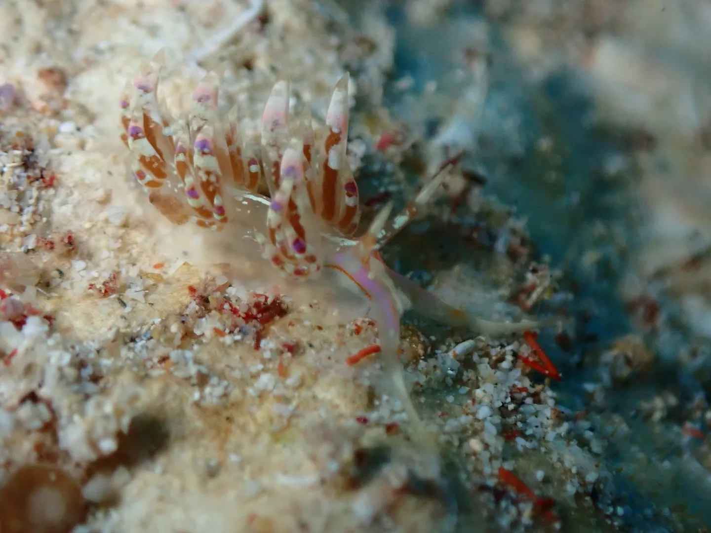 ウミウシダイビング