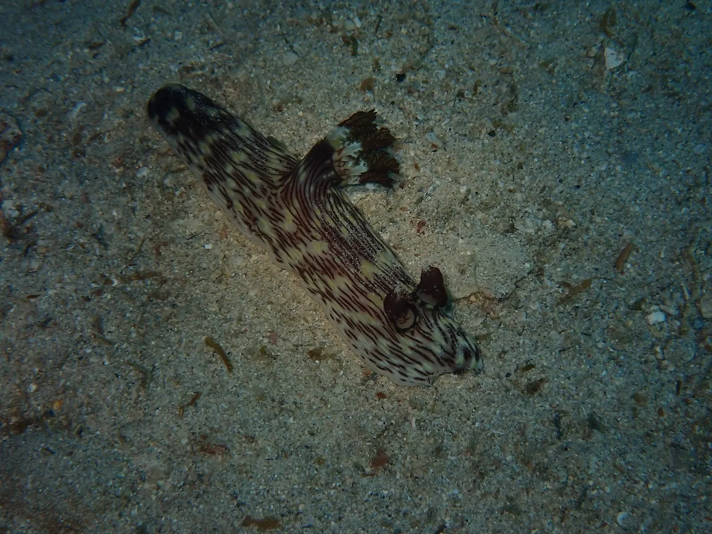 ウミウシダイビング