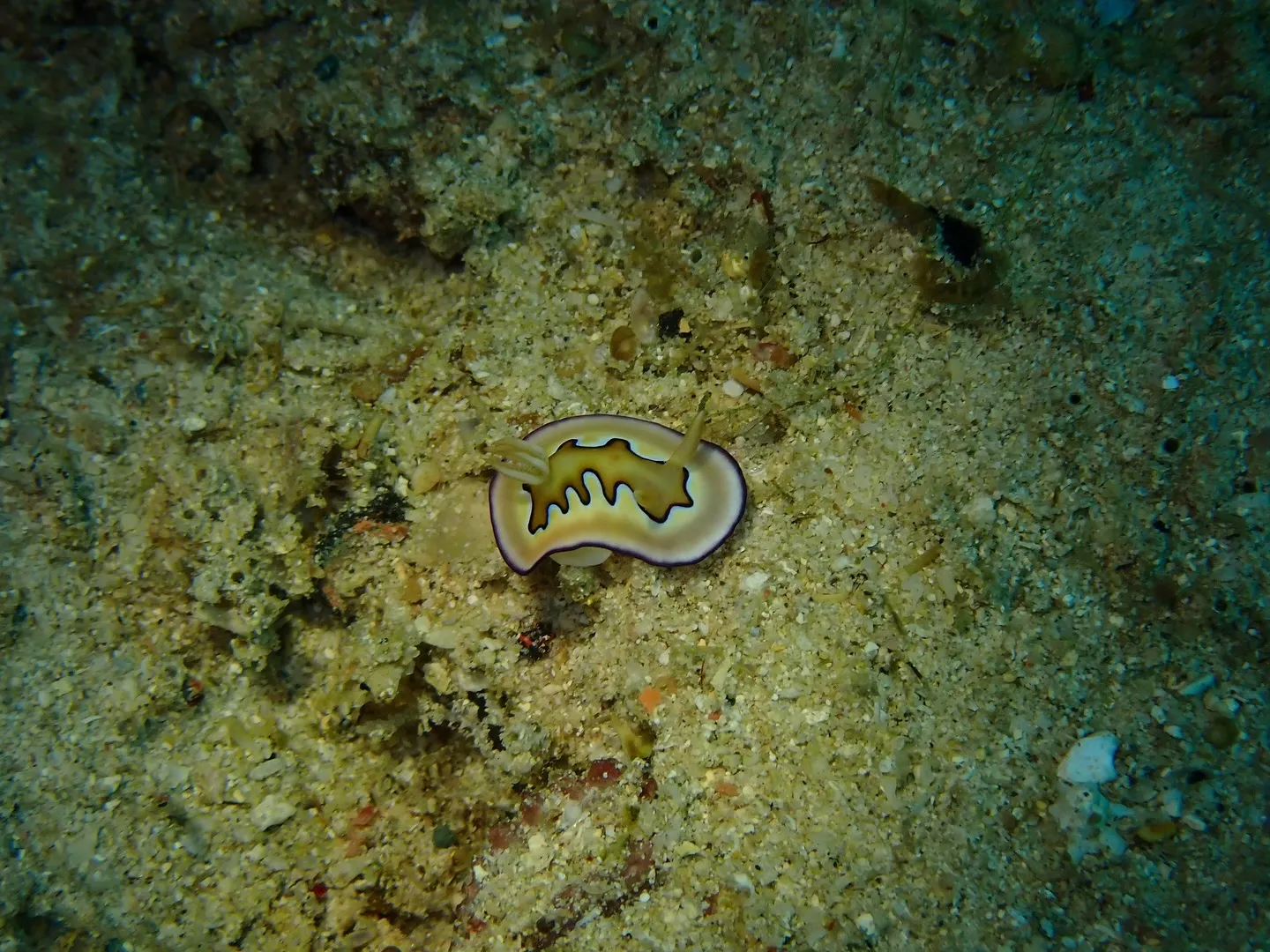 ウミウシダイビング