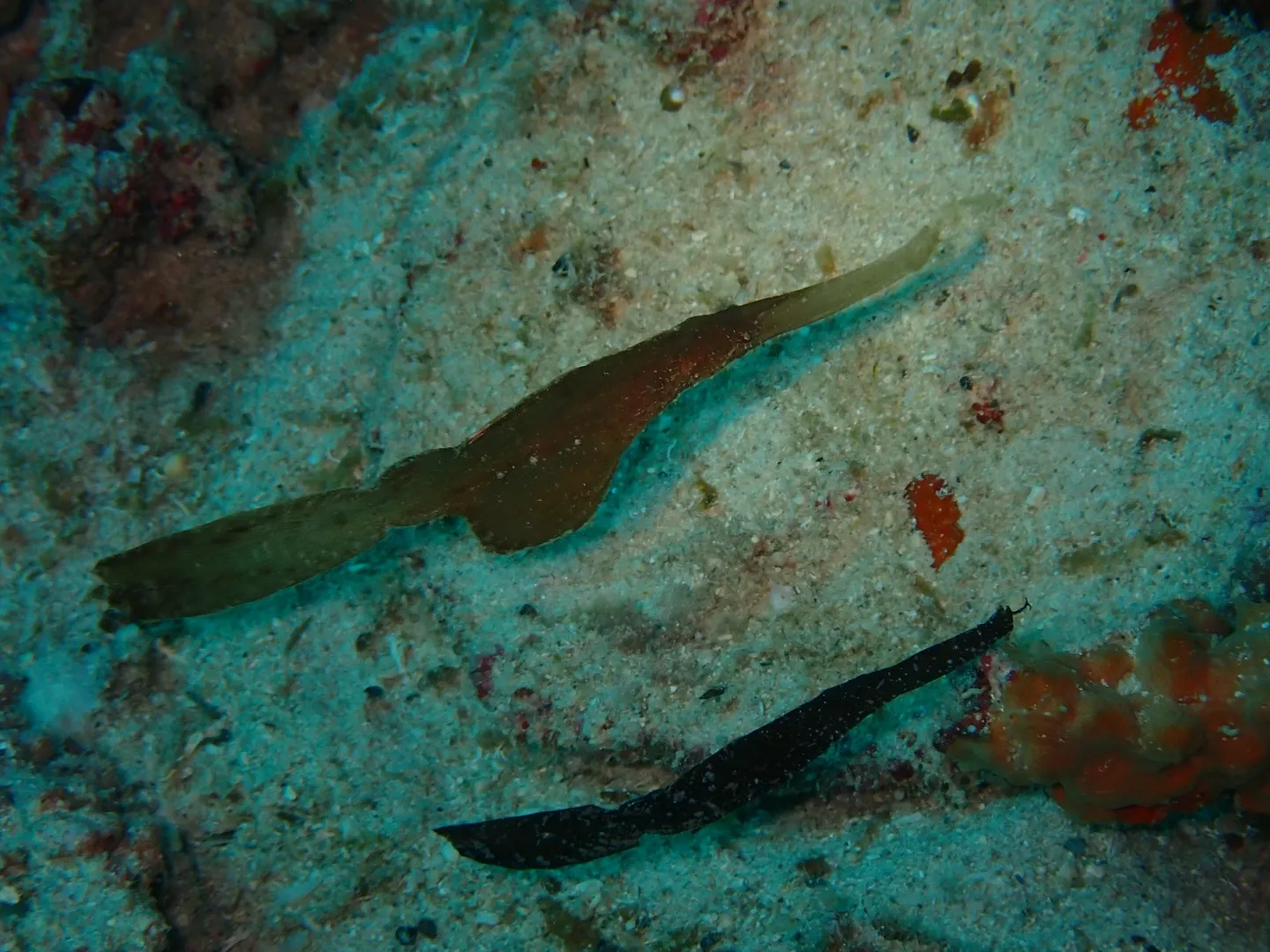 マクロダイビング