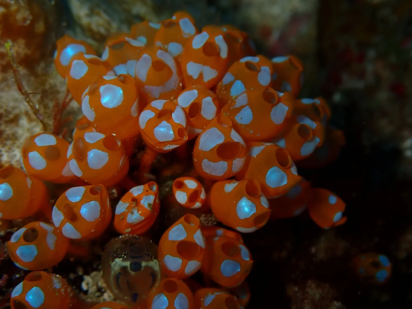 先日は新しいエリアの開拓で